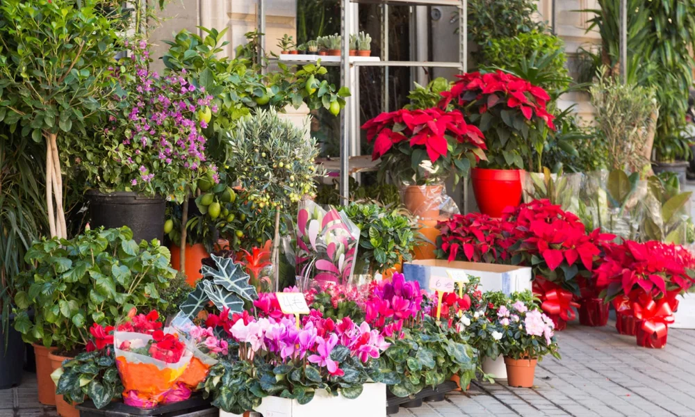 Holiday Plant Care at a Glance