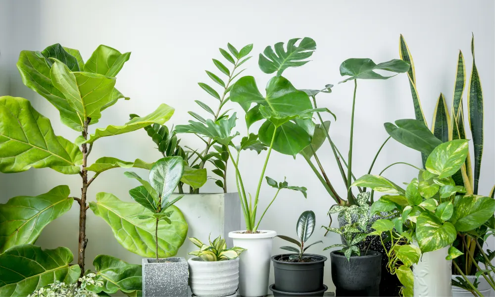Peeacelily | Best Plants for Anxiety and Stress Relief: Nature’s Interior Calm The Power of Biophilia
