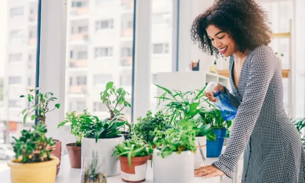Peeacelily | Plants for Stress Relief: 12 Science-Backed Plants Plant Therapy Benefits Your Mind and Body
