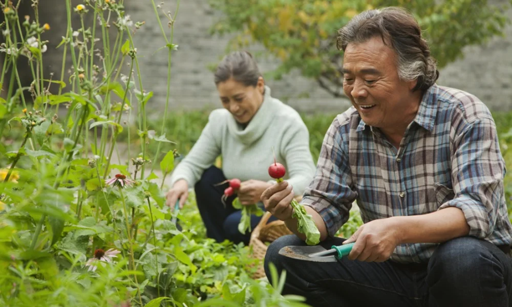 Peeacelily | Plant Therapy Benefits: What the Science Really Says What Is Plant Therapy?
