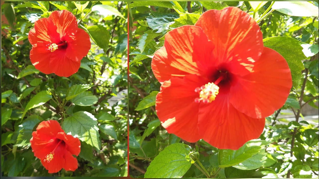 Vibrant red hibiscus flowers blooming on a leafy green garden shrub.