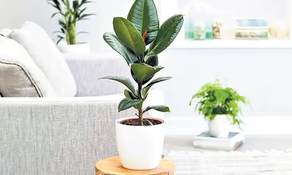 What Is a Rubber Plant?
