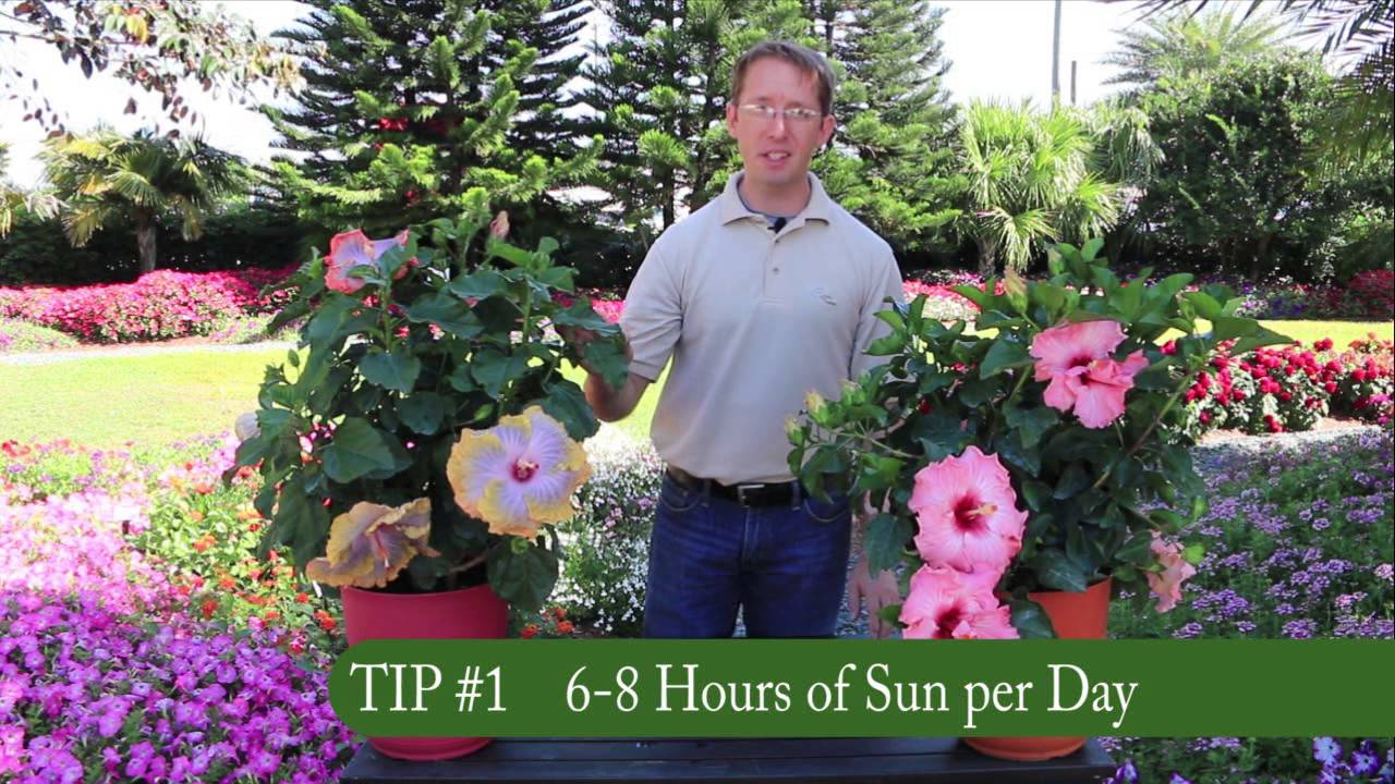 Gardening expert sharing a hibiscus care tip on 6-8 hours of sun per day.