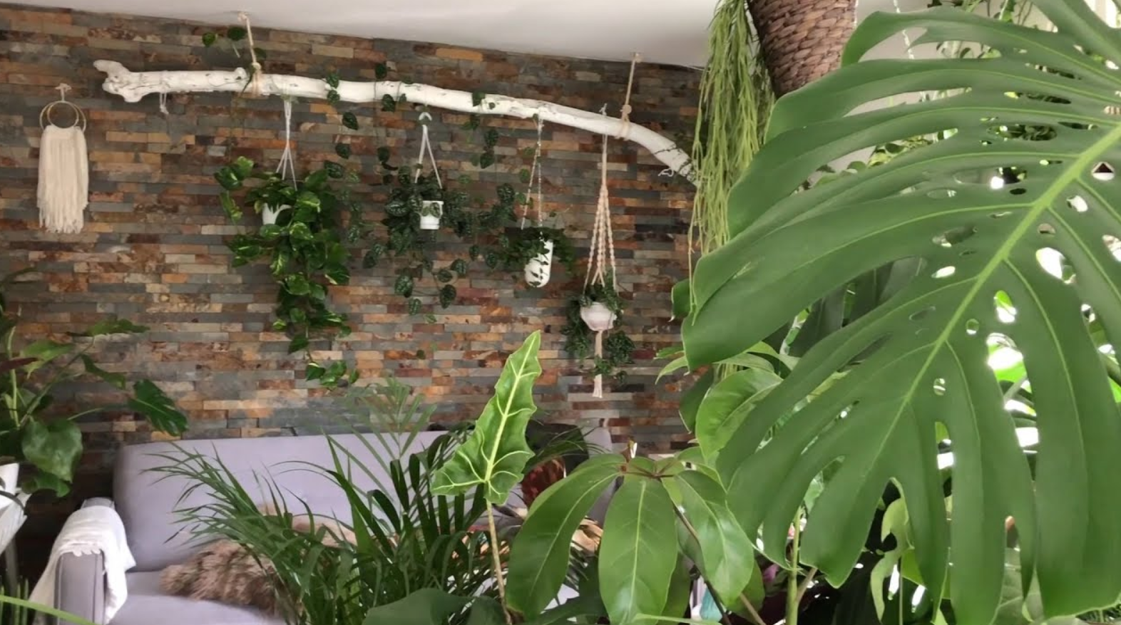 Peeacelily | Plant Parenting on a Budget: How to Build a Stunning Indoor Jungle for Under $100 Indoor plants hanging from a birch branch by a stone wall.