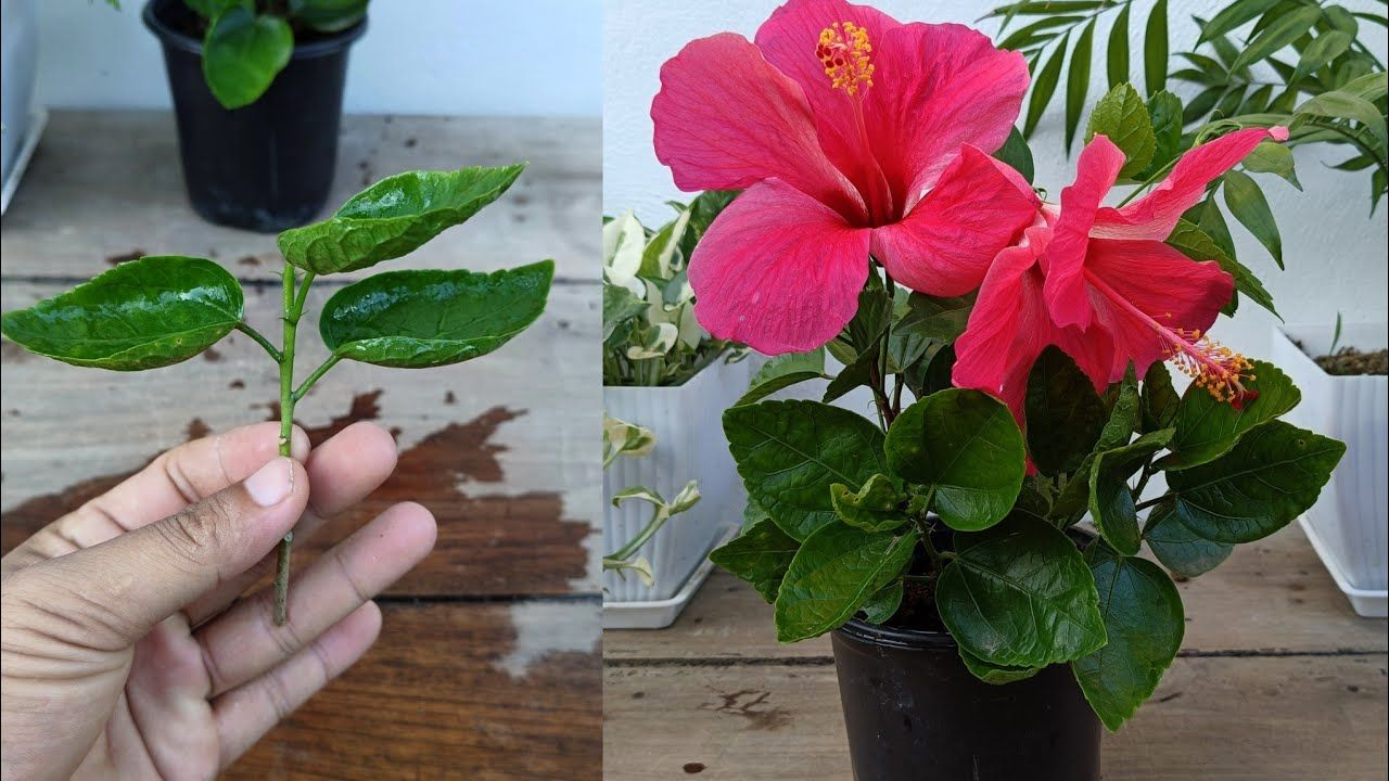 and holding a hibiscus cutting beside a potted hibiscus plant in bloom