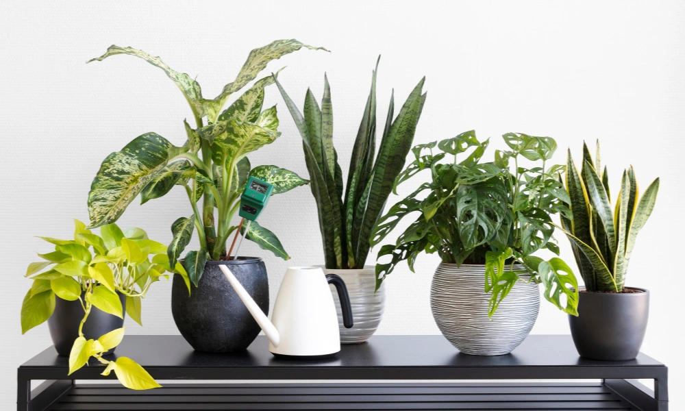 Peeacelily | Best Plants for Anxiety and Stress Relief: Nature’s Interior Calm Comparing Care Levels and Stress-Relief Profiles