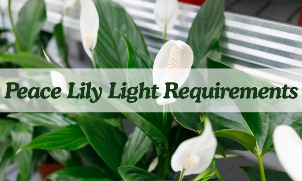 Peeacelily | Peace Lily Care: Expert Watering, Light and Growing Guide Best Light for Peace Lily Care