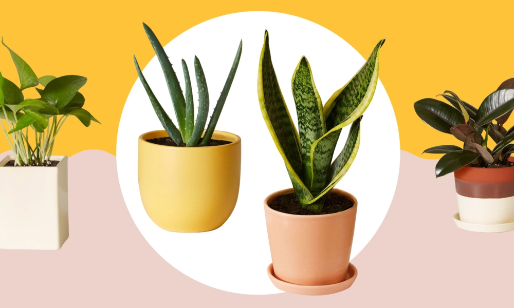 Peeacelily | Best Plants for Anxiety and Stress Relief: Nature’s Interior Calm 2. Snake Plant (Sansevieria trifasciata)