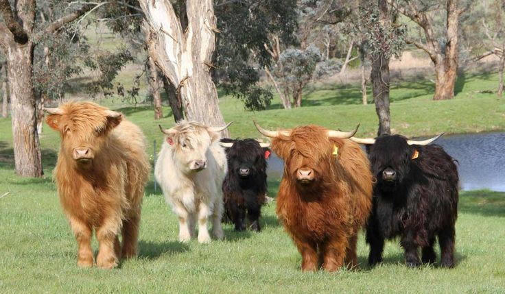 Peeacelily | Mini Cows Went From Farm Animals to Lifestyle Symbols Here’s What Changed A group of five Highland cattle with various coat colors standing in a green pasture with trees and a pond in the background.