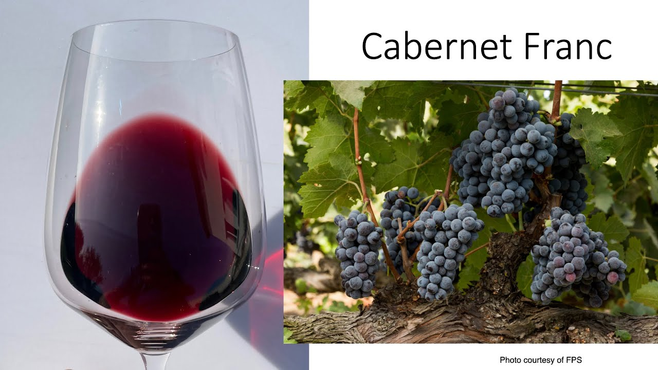 Glass of red wine next to a cluster of Cabernet Franc grapes on the vine.