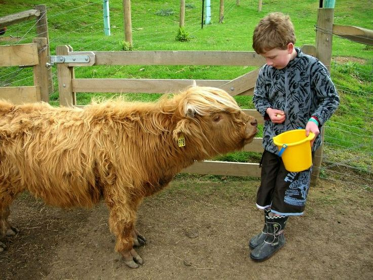 Peeacelily | Mini Cows Went From Farm Animals to Lifestyle Symbols Here’s What Changed A young boy holding a yellow bucket feeds a long-haired Highland cow standing by a wooden farm fence.
