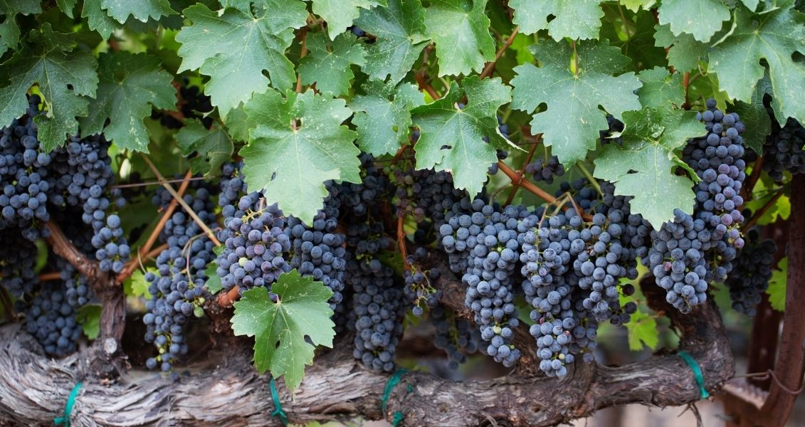 Fresh clusters of purple grapes on the vine.