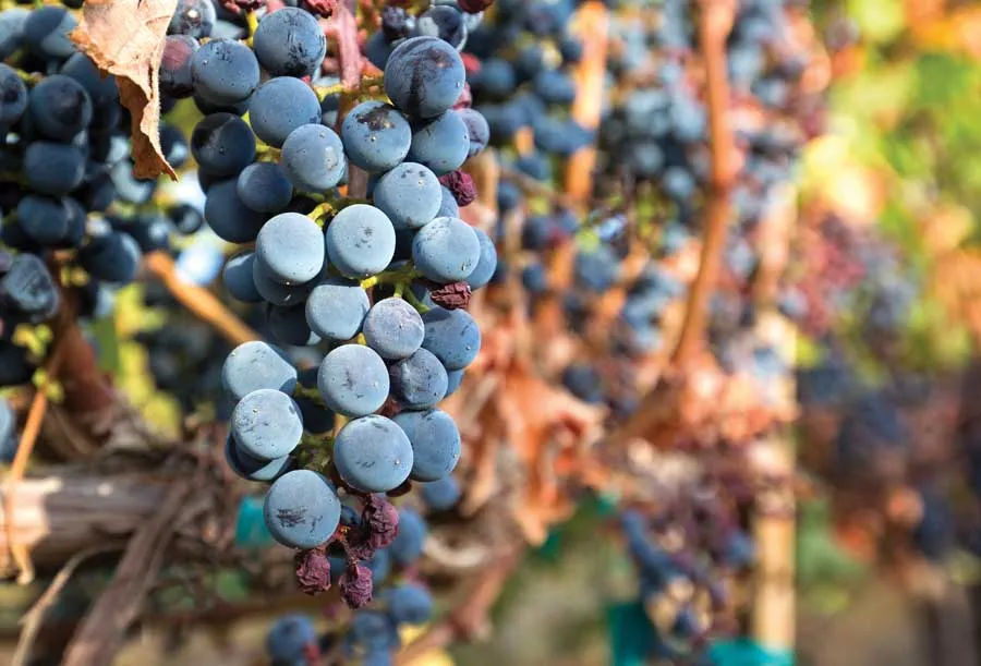 Macro shot of a ripe bunch of dark purple wine grapes hanging on a grapevine.