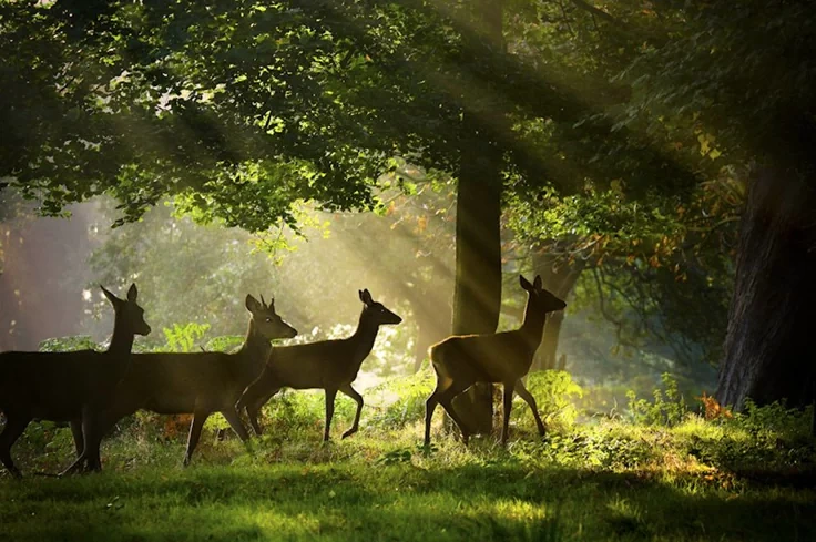 The Importance of Natural Light