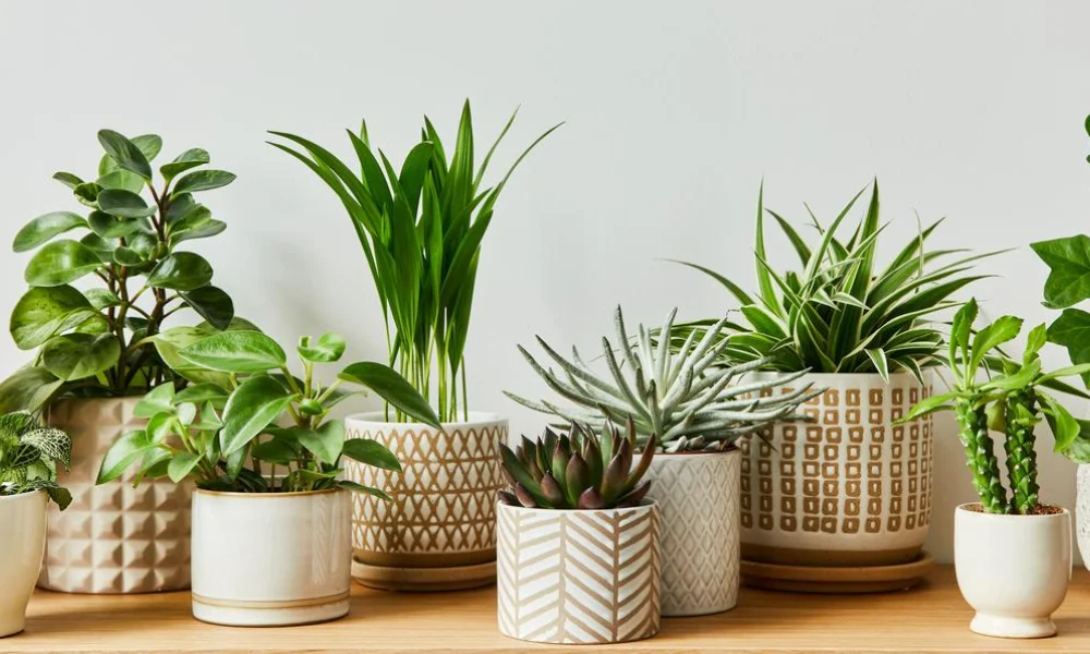 Peeacelily | Indoor Plants for Positive Energy: 2026 Guide + Plant List Air Purifier Plants That Clean and Energize Your Space