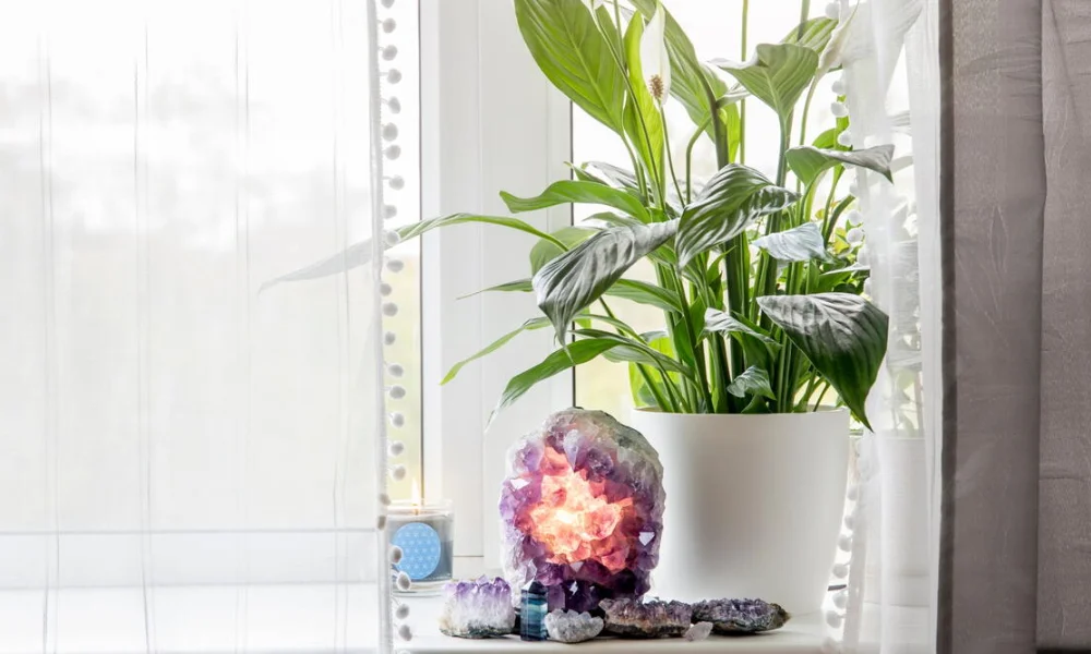 Best Crystal Plant Combinations for Wealth Energy Tips