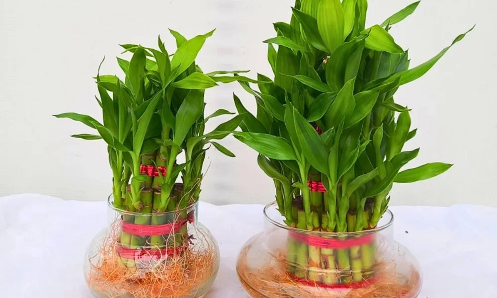 Lucky Bamboo Plant Image: How to Identify a Healthy Plant