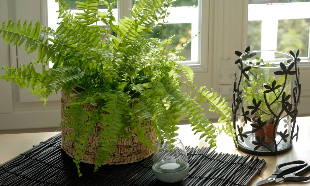 Peeacelily | Fern Plant Care: Complete Indoor and Outdoor Care Guide Indoor Fern Plant Care for Long-Lasting Healthy Growth