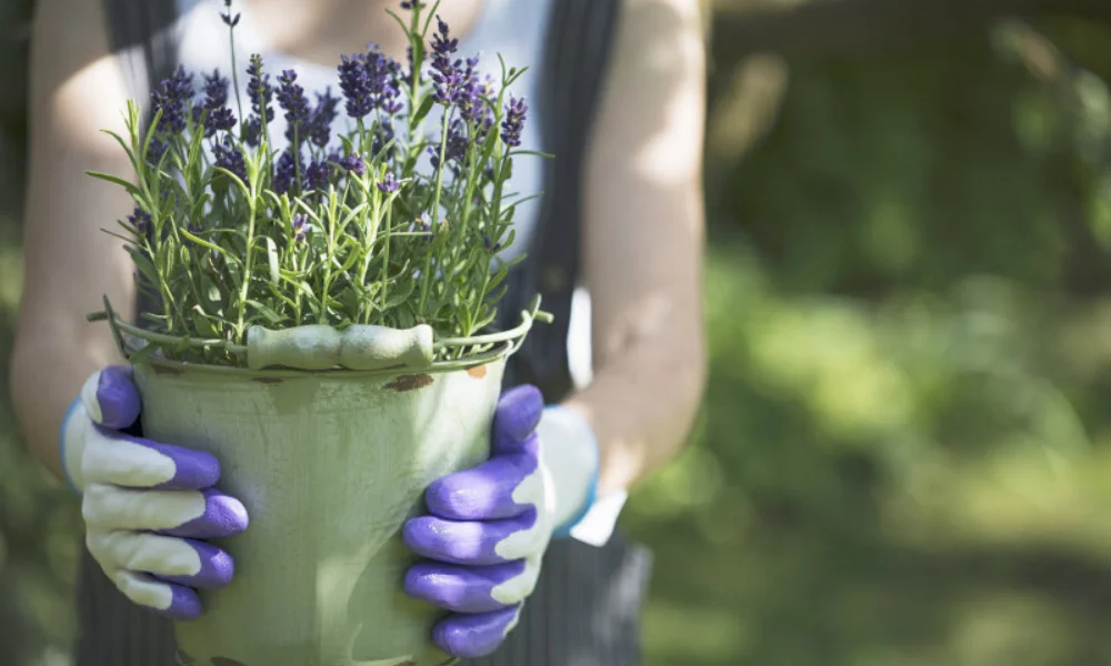 Lavender Plant Benefits for Home, Garden, and Daily Wellness
