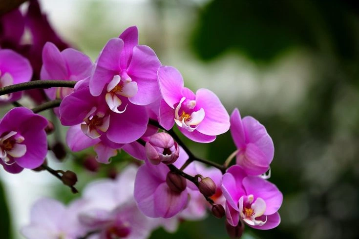 Orchid – The Creative Individual
