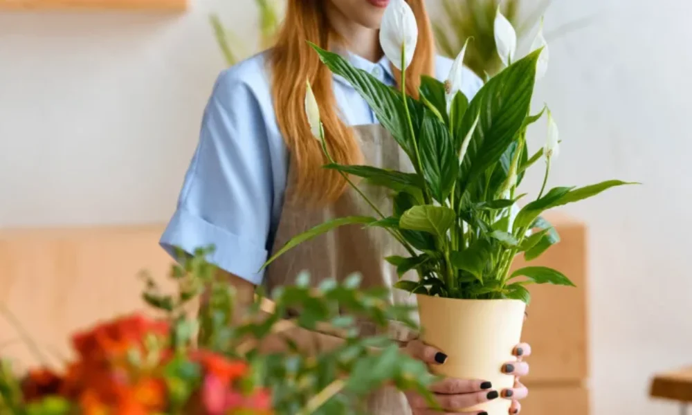 What Are Money Magnet Plants?