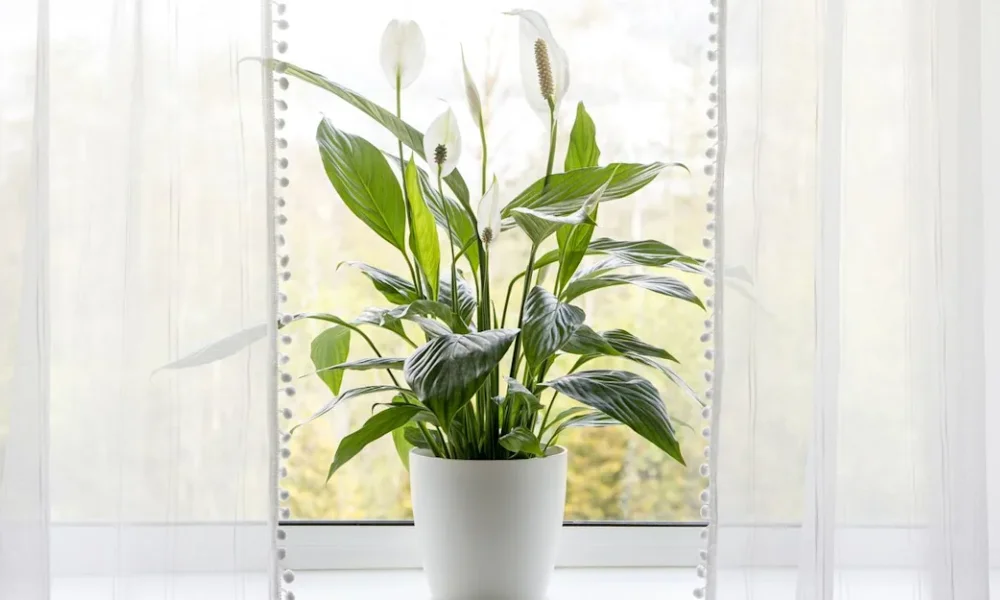 Peeacelily | Peeacelily Plant Care: Complete Indoor Care Guide Why Peeacelily Indoor Plants Thrive Indoors