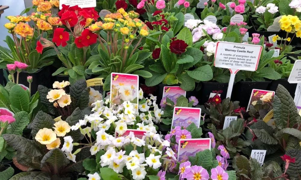 Peeacelily | Primrose Care Guide: How to Grow, Water and Bloom Primula Indoors and Outdoors Popular Primrose Varieties to Know