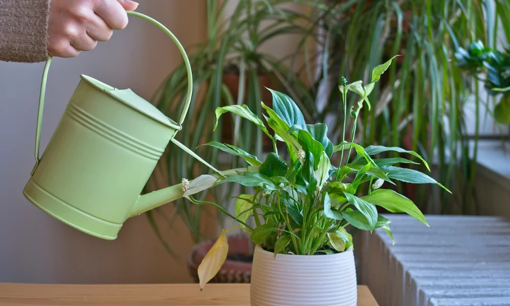 Peeacelily | Peeacelily Plant Wellness: Healthy Houseplant Guide Peeacelily Plant Wellness Watering Schedule for Healthy Houseplants