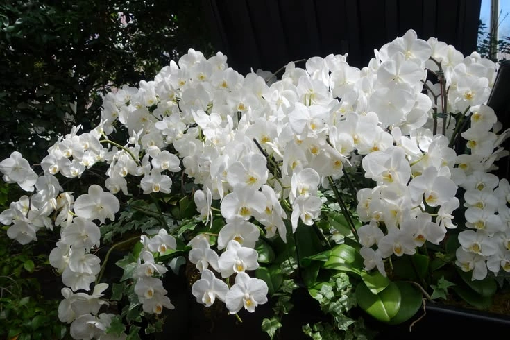 White Orchids