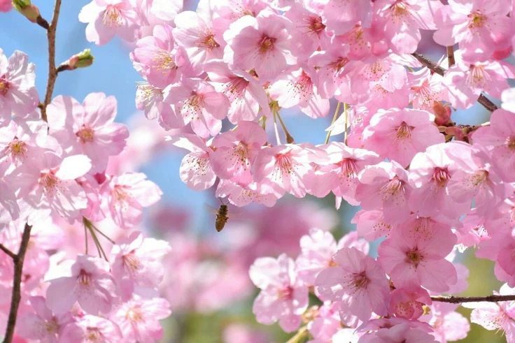 Cherry Blossom – The Appreciative Dreamer