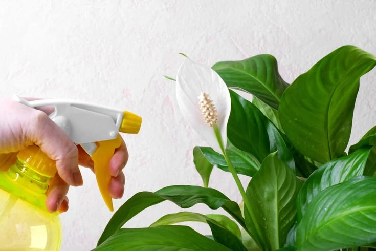 Peeacelily | Why Is My Peace Lily Drooping? 10 Possible Causes How to Save a Drooping Peace Lily