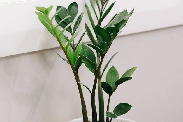 2. ZZ Plant