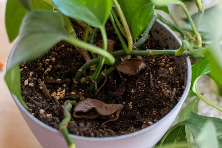Peeacelily | How Often to Fertilize Indoor Plants by Season What Is the Best Fertilizer for Indoor Plants?