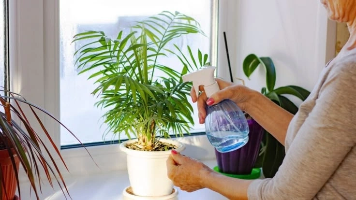 Peeacelily | How Often Should to Water Houseplants? Watering Houseplants in Summer and Winter