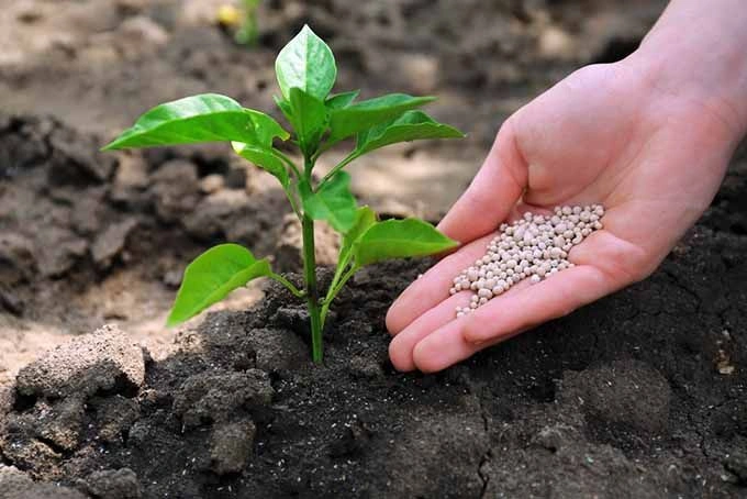 How Often Should You Fertilize Plants?