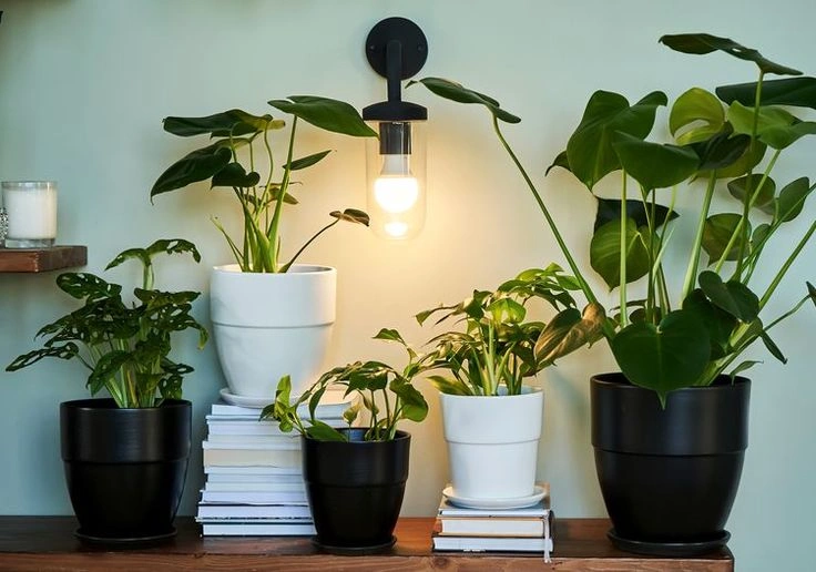 Give Your Plant Enough Light