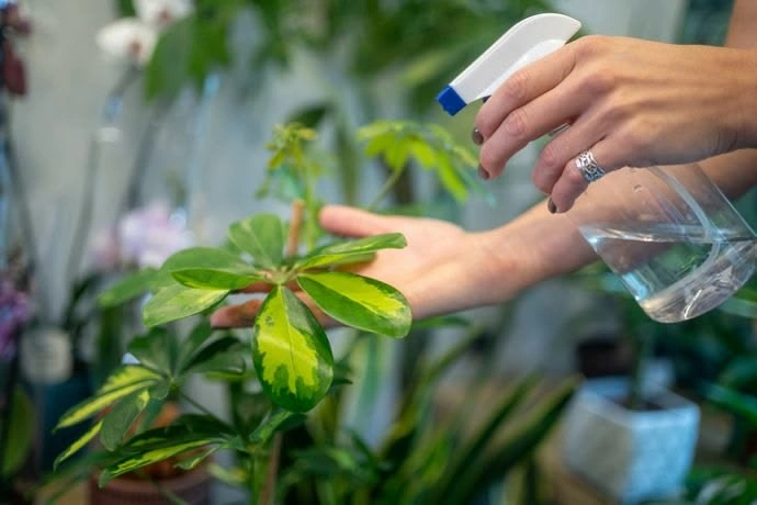Peeacelily | Best Fertilizer for Houseplants: What to Look For Types of Indoor Plant Fertilizer