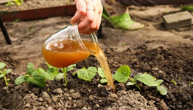How Often Should You Use Liquid Fertilizer?