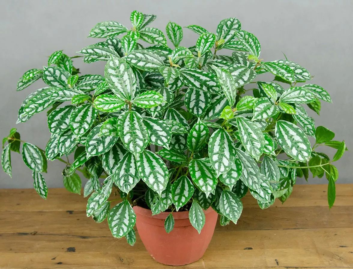 Peeacelily | Best Indoor Plants for Low Light: 15 Plants That Thrive