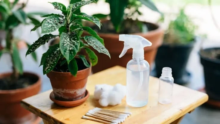 Choosing the Right Houseplant Fertilizer