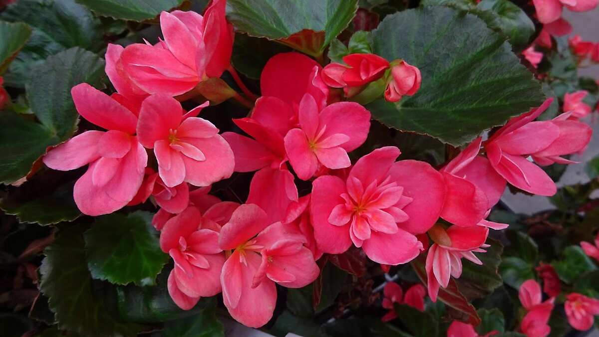 Peeacelily | Best Indoor Plants for Low Light: 15 Plants That Thrive