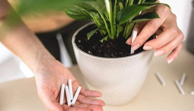 What to Do After Over-Fertilizing