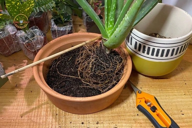 How to Apply Fertilizer to Aloe Vera