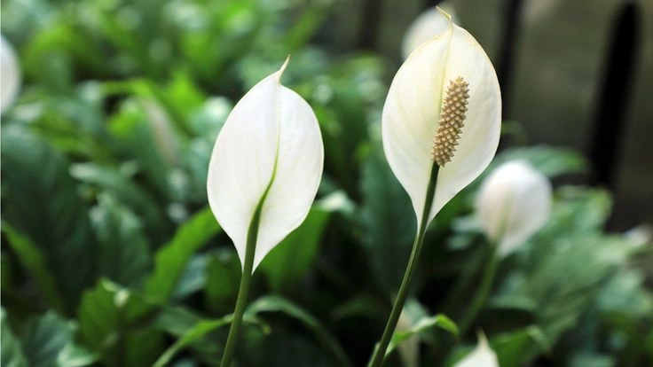 Peeacelily | How Often to Water a Peace Lily Expert Tips for Healthier Peace Lilies