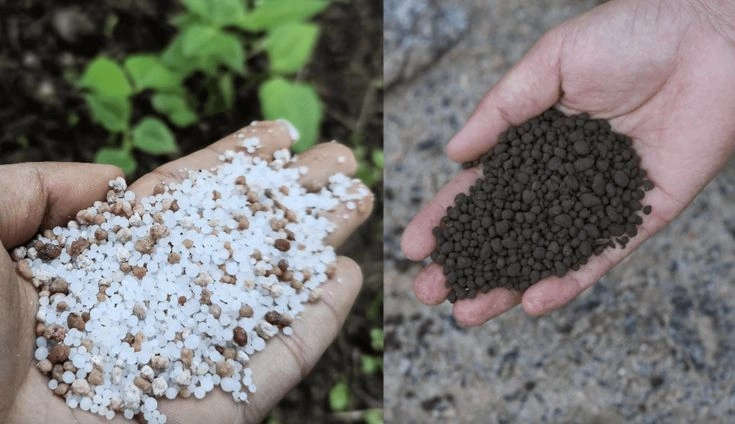 Fertilizer Burn vs Other Plant Problems