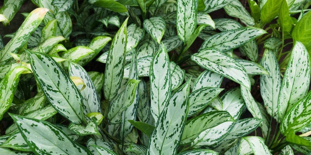Peeacelily | Best Indoor Plants for Low Light: 15 Plants That Thrive