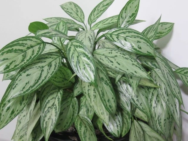 6. Chinese Evergreen