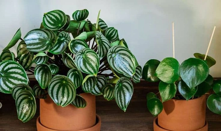 5. Peperomia