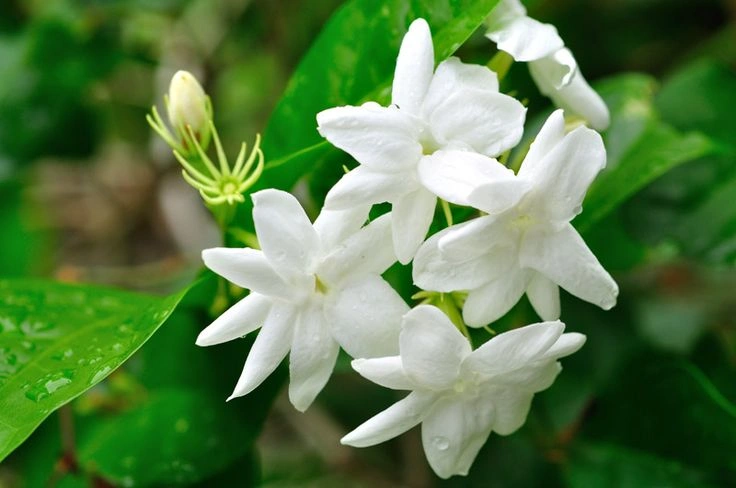 Peeacelily | Plants That May Help You Sleep Better Comparison Table: Best Plants for Sleep