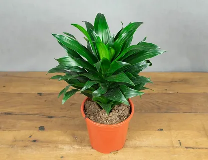 Dracaena